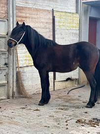 Mezzo cavallino domato a sella e calesse