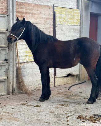 Mezzo cavallino domato a sella e calesse