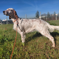 Setter inglese femmina