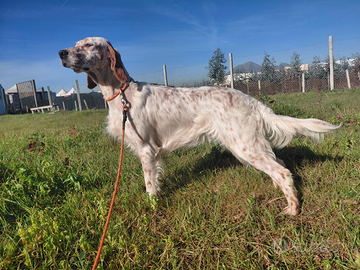 Setter inglese femmina