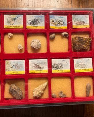 Collezione fossili DeAgostini