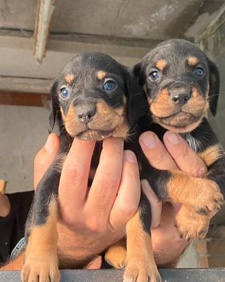 Cuccioli da tartufo o da compagnia