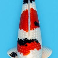 Carpe koi sanke