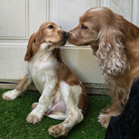 Coker spaniel