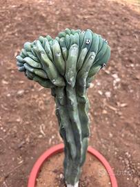 MYRTILLOCACTUS  GEOMETRIZANS F. CRESTATO
