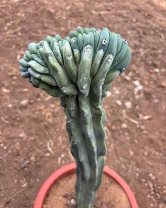 MYRTILLOCACTUS  GEOMETRIZANS F. CRESTATO
