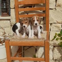 Cuccioli di Beagle Elisabeth nani