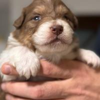 Cuccioli Pastore Australiano
