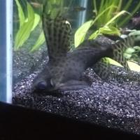 Synodontis Eupterus pesce d'acqua dolce