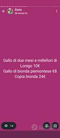 Galletti
