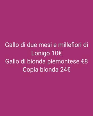 Galletti