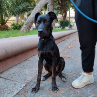 Cucciolo cane corso