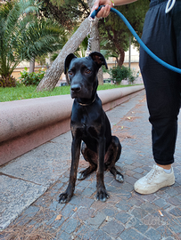 Cucciolo cane corso