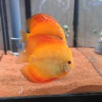 Pesce Discus Orange