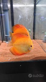 Pesce Discus Orange