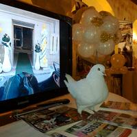 Colombe bianche per matrimoni o altri eventi