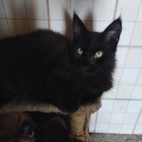 Maine Coon cuccioli