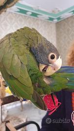 Pionus Senilis svezzato a mano
