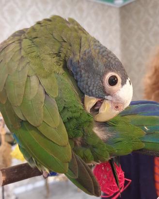 Pionus Senilis svezzato a mano