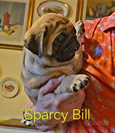 Carlino ,cuccioli con pedigree ENCI-FCI;