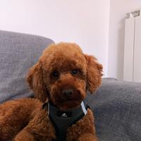 Barboncino nano red disponibile per monta