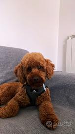 Barboncino nano red disponibile per monta