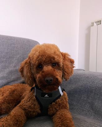 Barboncino nano red disponibile per monta