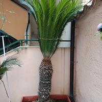 Piante Cycas 4 piante 