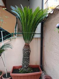 Piante Cycas 4 piante 