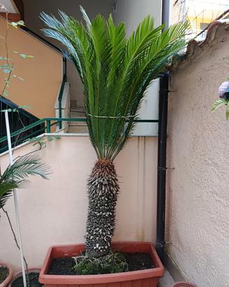 Piante Cycas 4 piante 