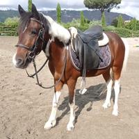 Pony da salto