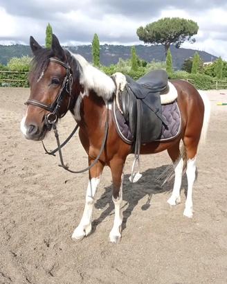 Pony da salto