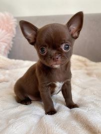 Chiuahua Miny toy
