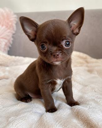 Chiuahua Miny toy