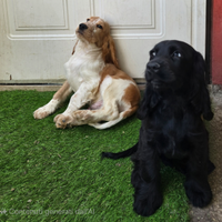 Coker spaniel