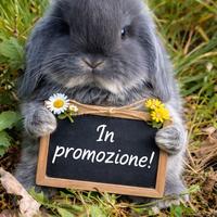 Coniglio Minilop Ariete