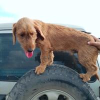 Cane caccia al coniglio