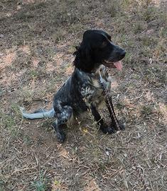 Setter inglese