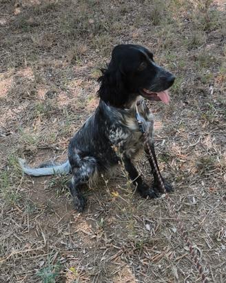 Setter inglese
