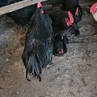 Coppia australorp perfetta