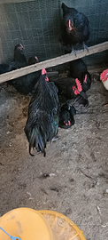 Coppia australorp perfetta