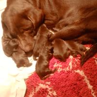 Cuccioli Labrador retriever