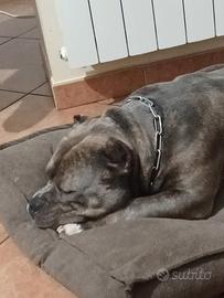 American bully