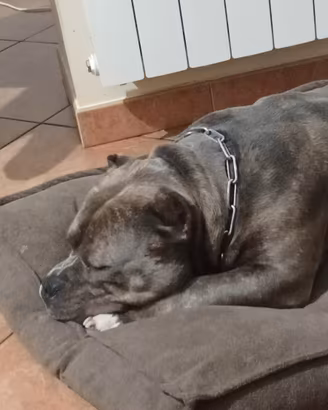 American bully