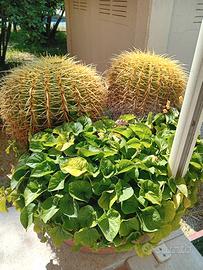 vaso con piante grasse