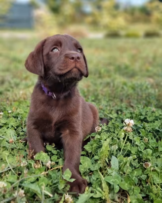 Labrador
