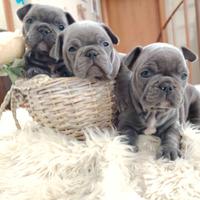 Cuccioli di bulldog francese