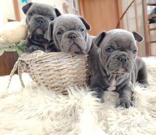 Cuccioli di bulldog francese