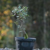 Bonsai Sughera 