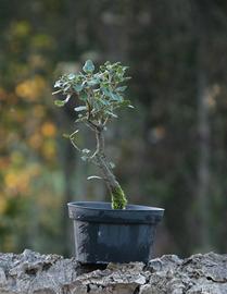 Bonsai Sughera 